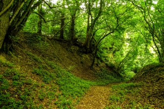 Crews Hill Wood by Paul Lane