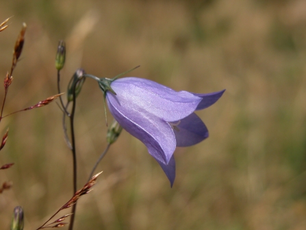 Lilac flower of a harebell by Rosemary Winnall