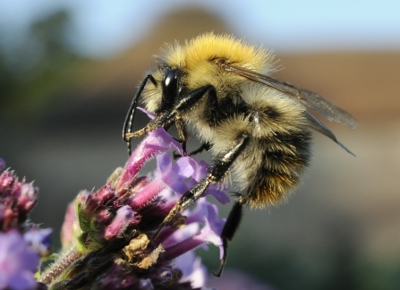 Common carder bee on purple verbena flower by Nick Upton/2020VISION