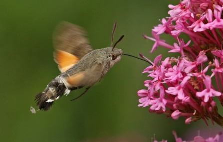 Hummingbird hawk-moth drinking nectar from pink valerian flower by Wendy Carter