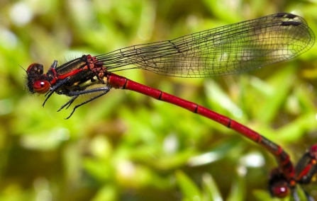 Large red damselfly by Pete Cheshire