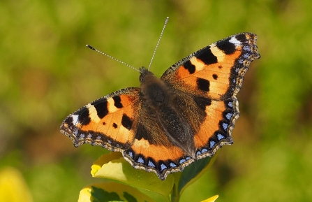 Small tortoiseshell butterfly by Pete Smith