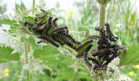 Small tortoiseshell larvae (black, spiky with yellow stripes) on nettle by Harry Green