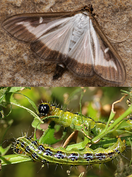 Adult box-tree moth (by Oliver Wadsworth) and two larvae (by Nick Goodrum)