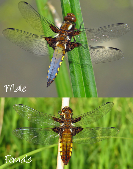 Photos of male (blue) and female (yellowish-brown) broad-bodied chasers by Mike Averill