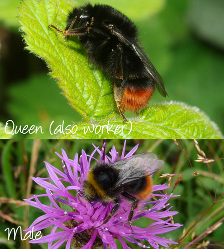 1 photos of red-tailed bumblebee - queen/female colour pattern and male by Kevin McGee and Rosemary Winnall