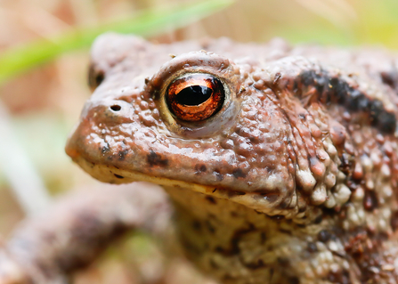 Close up of a common toad head and shoulders showing golden eye and warty body