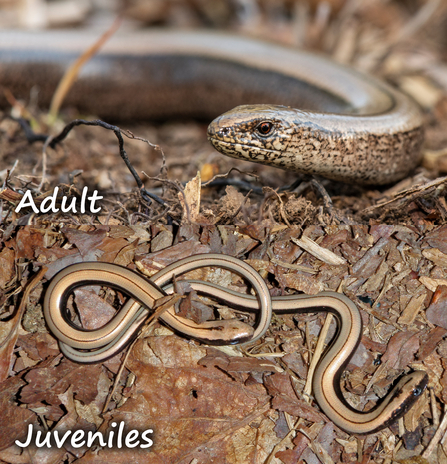 Two photos - one of an adult slow-worm and one of two juvenile slow-worms