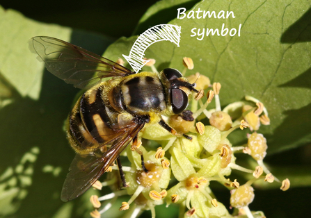 Black and yellow hoverfly with a 'Batman' symbol on the thorax