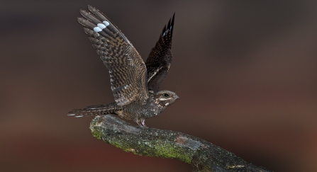 Nightjar perching on a log with wings open by David Tipling/2020VISION