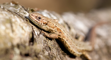 Common lizard basking on a tree trunk by Tom Marshall