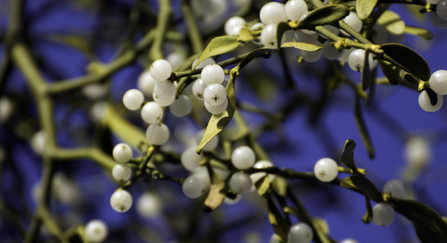 White mistletoe berries with a few pale green leaves in a tree by ZsuZsanna Bird