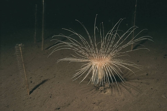 Fireworks anemone