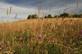 Hollybed Farm Meadows by Wendy Carter