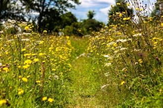 Eades Meadow by Paul Lane