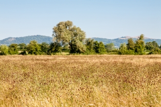 Hardwick Green Meadows by Paul Lane