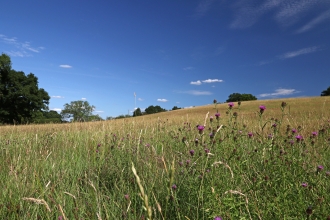 Nash's Meadows by Wendy Carter