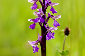 Green-winged orchid by Paul Lane