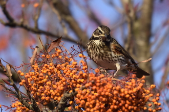 Redwing amongst orange berries by Roy Porter