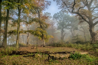 Trees at Piper's Hill and Dodderhill Common nature reserve by Robin Couchman