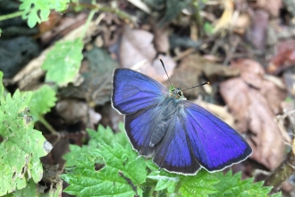 Purple hairstreak butterfly by Scott Dallow