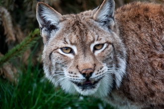 Lynx by Ruth Bourne