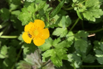 Buttercup flower with ladybird nestled in it by Anne Williams