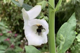 Bumblebee in white foxglove flower by Robert Williams