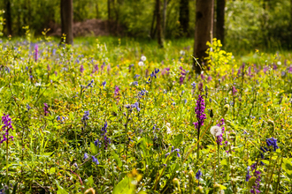 Wildflowers in Monkwood by Paul Lane