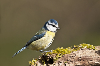 Blue tit sitting on a piece of dead wood with moss on it by Bob Tunstall