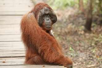 Orangutan sitting on a boardwalk in Borneo by John Medlock