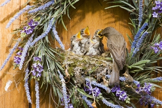 Spotted flycatcher feeding chicks in a nest that has been created in a wreath on a door by Stuart Andrews