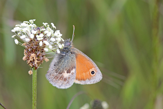 Small heath butterfly on plantain flower by Wendy Carter