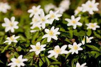 Wood anemones - white star-shaped flowers with yellow centre - by Paul Lane