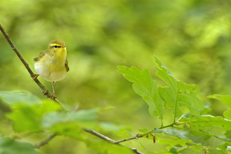 Wood warbler, small bird with yellowish colouring and eye stripe, sitting in an oak tree by Andy Rouse/2020VISION