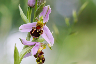 Bee orchid flower by Julia Saunders