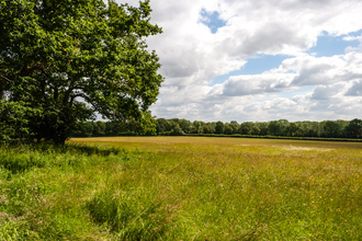 Big field edged with trees by Paul Lane