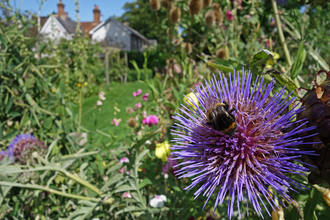 Buff-tailed bumblebee on large purple flower in garden by Wendy Carter