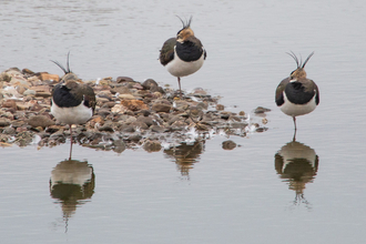 Three lapwing sitting with their heads tucked under their wings by Catharine Jarvis