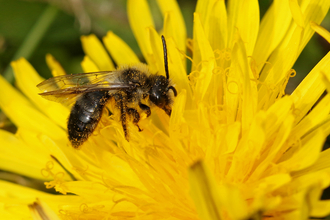 Ashy mining bee feeding from a dandelion flower by Wendy Carter