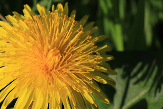 Close  up of the yellow flower of a dandelion by Wendy Carter