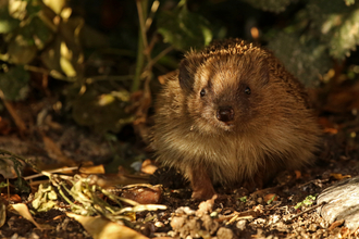 Hedgehog in undergrowth in evening light by Wendy Carter