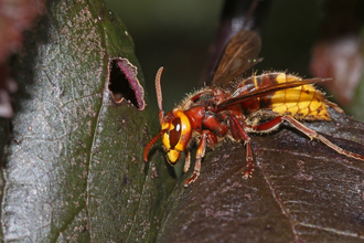 Side view of a hornet sitting on a dark leaf by Wendy Carter