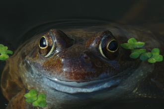 A common frog peeking its head out of water