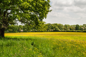 A mature tree on the left of the image with Green Farm (full of yellow buttercups) stretching off to the woodland of Monkwood in the distance by Paul Lane