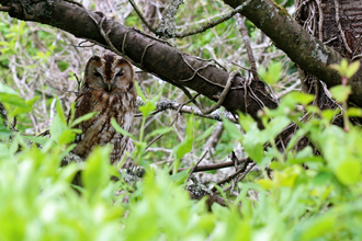 Tawny owl sitting in a tree with green vegetation in front of it by Wendy Carter