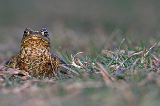 Common toad on grass, facing the camera 