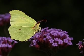 Yellow brimstone butterfly feeding on purple verbena flower by Wendy Carter
