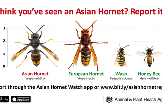 4 images of Asian hornet, European hornet, common wasp and honey bee for comparison