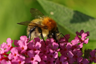 Common carder bee (gingery bumblebee) on pink buddleia flowers